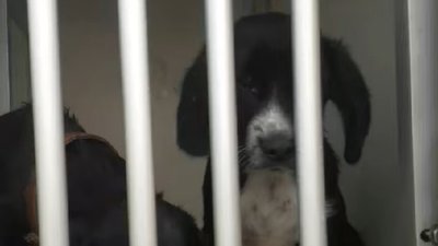 У франківський Дім Сірка привезли 10 собак з Харківщини У франківський Дім Сірка привезли 10 собак з Харківщини