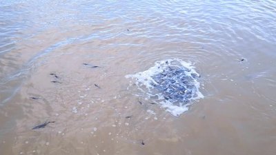 У Дністер на Буковині випустили дві тисячі мальків червонокнижної риби