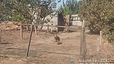 Два провадження за раз: на Запоріжжі підпільний коноплевод нацькував собаку на поліцейського