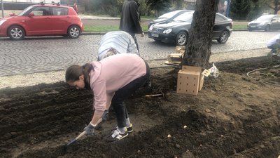 13 тисяч цибулин тюльпанів висадили в Мукачеві на честь загиблого героя Романа Жука 13 тисяч цибулин тюльпанів висадили в Мукачеві на честь загиблого героя Романа Жука