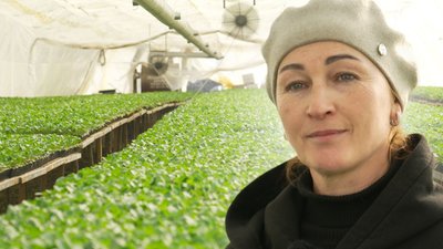 Розсада капусти, урожай, теплиця