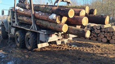 тернопіль, зрубані дерева, медобори, 5 серпня 2026 року