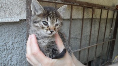 Тернополянка започаткувала у Facebook соціальну ініціативу "Happy Animals Тернопіль" Тернополянка започаткувала у Facebook соціальну ініціативу "Happy Animals Тернопіль"