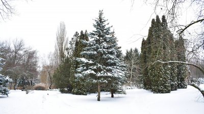 сніг черкаси сніг черкаси