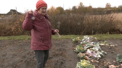 Набіги на городи: жителі двох сіл Харківщини скаржаться на верблюдів Набіги на городи: жителі двох сіл Харківщини скаржаться на верблюдів