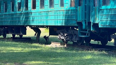 На Львівщині собаки-прикордонники склали іспит На Львівщині собаки-прикордонники склали іспит
