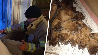 До Харкова на зимівлю привезли близько 700 кажанів