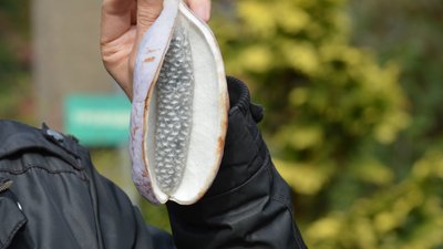 У ботанічному саду Дніпра вперше за 20 років виросли плоди екзотичної рослини акебії