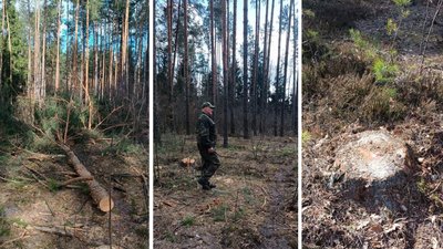 Вирубані дерева на території Антонівського лісництва