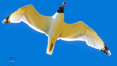 До Тузлівських лиманів прилетіли птахи з Червоної книги До Тузлівських лиманів прилетіли птахи з Червоної книги