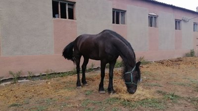 У Миколаєві ліквідовують наслідки обстрілів стайні кінно-спортивної школи