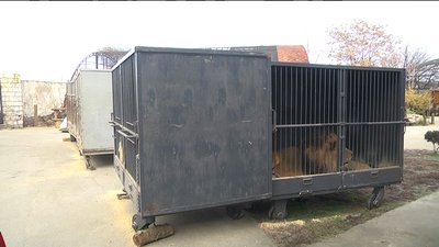 У Запорізькій області реабілітаційний центр прийняв шістьох хижаків У Запорізькій області реабілітаційний центр прийняв шістьох хижаків