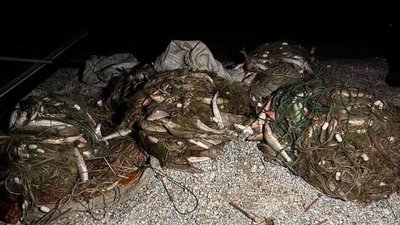 Судак, риба, вилов