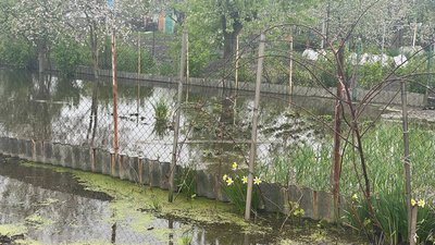 "Як на болоті вже стало": жителям Басів у Сумах досі не відкачали воду з дворів "Як на болоті вже стало": жителям Басів у Сумах досі не відкачали воду з дворів
