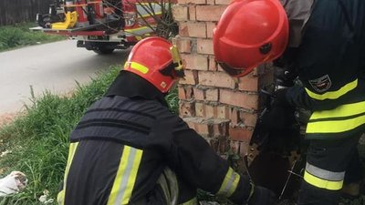 Врятувати колючого. На Франківщині рятувальники витягли з труби їжака Врятувати колючого. На Франківщині рятувальники витягли з труби їжака