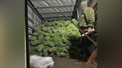 Зрубані ялинки, новорічна ялинка
