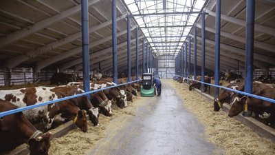 Втратили сталий прибуток. Як у Чернівецькій області працює фермерське господарство під час відключення електрики Втратили сталий прибуток. Як у Чернівецькій області працює фермерське господарство під час відключення електрики