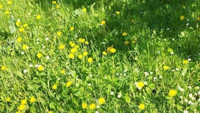 Трави та квіти цвітуть на Хмельниччині, квітень 2026 року