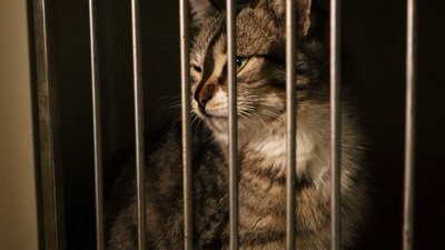 Волонтери евакуюють тварин з Донеччини Волонтери евакуюють тварин з Донеччини