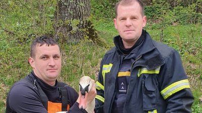 Прикарпатські надзвичайники врятували з річки Стримба травмованого лебедя Прикарпатські надзвичайники врятували з річки Стримба травмованого лебедя