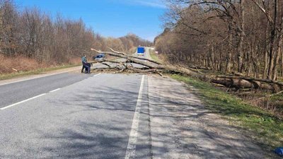 На Тернопільщині вітер повалив на дороги понад два десятки дерев