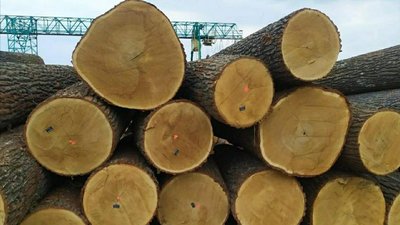 Підприємство з Кіровоградщини незаконно експортувало деревину через підсанкційні компанії Фірташа – СБУ Підприємство з Кіровоградщини незаконно експортувало деревину через підсанкційні компанії Фірташа – СБУ