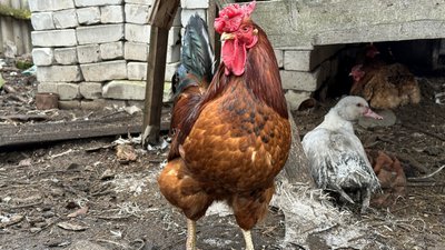 Іжевка, півень, качка куриця, Костянтинівська громада, Донецька область, 3 лютого 2025 рік