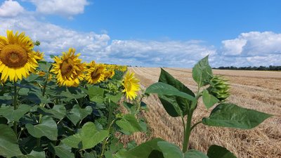 Черкащина жнивує Черкащина жнивує