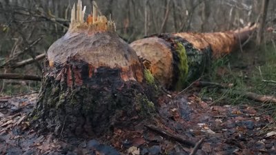 Як укріплюють кордон на Рівненщині та чим допомагають бобри. Пояснює начальник ОВА Як укріплюють кордон на Рівненщині та чим допомагають бобри. Пояснює начальник ОВА