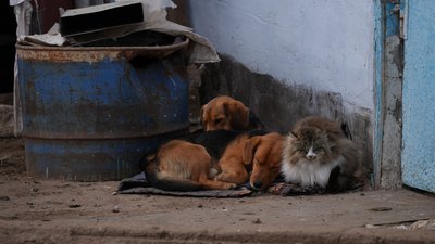 Щоденники забутих сіл: Новоматвіївське Щоденники забутих сіл: Новоматвіївське