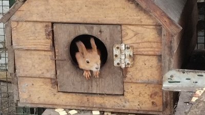 "Для всіх знайшли місце". Як працює у війну Сумський центр натуралістичної творчості "Для всіх знайшли місце". Як працює у війну Сумський центр натуралістичної творчості