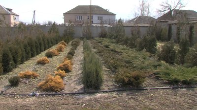 У Мелітополі для озеленення підготували до висадки 4000 саджанців
