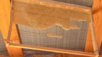 Продукти життєдіяльності бджіл Продукти життєдіяльності бджіл