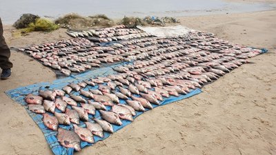 Покинули улов і втікли: на Черкащині рибпатруль ловив браконьєрів Покинули улов і втікли: на Черкащині рибпатруль ловив браконьєрів