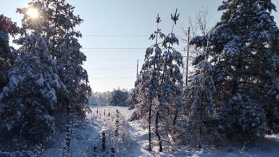 Зимовий ліс