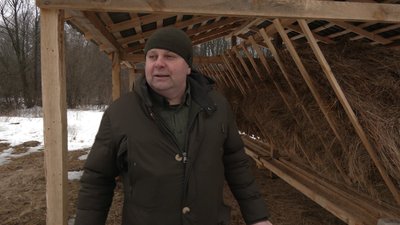 Плямистих оленів розводять у Корюківському лісгоспі Плямистих оленів розводять у Корюківському лісгоспі