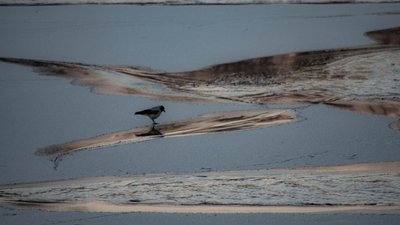 лід, крига, зима, ожеледиця, Суспільне Київ