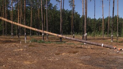 На Житомирщині визначили кращого лісоруба На Житомирщині визначили кращого лісоруба