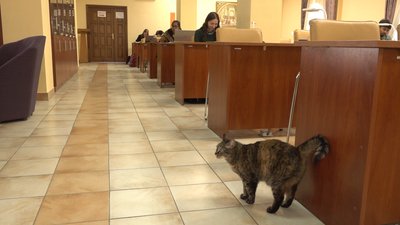 У Тернополі в бібліотеці живе кішка Принцеса У Тернополі в бібліотеці живе кішка Принцеса
