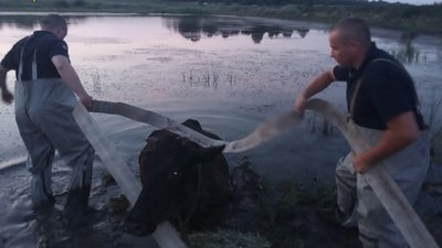 Пила воду і застрягла: на Харківщині рятувальники дістали корову зі ставка