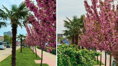 Пальмова алея в Ужгороді