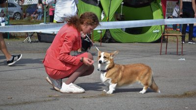 У Житомирі провели Всеукраїнську виставку собак усіх порід У Житомирі провели Всеукраїнську виставку собак усіх порід