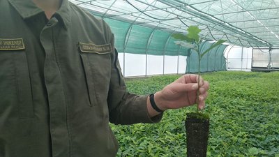 На Львівщині вирощують дерева, що висаджуватимуть у Карпатах На Львівщині вирощують дерева, що висаджуватимуть у Карпатах