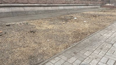 Законно чи ні? Що відомо про вирубку ялин біля Миколаївської міськради Законно чи ні? Що відомо про вирубку ялин біля Миколаївської міськради