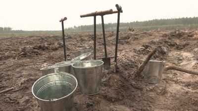 На місці вирубаного лісу. На Харківщині хочуть посадити мільйон дерев На місці вирубаного лісу. На Харківщині хочуть посадити мільйон дерев