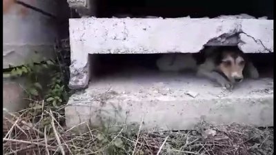 На Львівщині рятувальники витягнули собаку з-під бетонної плити