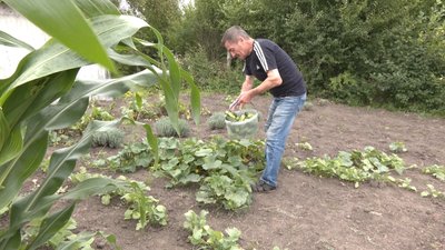 Володимир збирає огірки на власному городі. Володимир збирає огірки на власному городі.