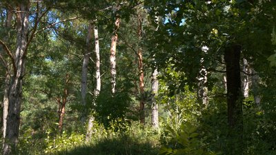 На Вовчинецьких пагорбах поблизу Франківська хочуть створити ландшафтний парк