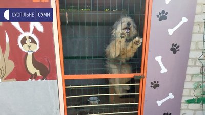 Притулок для тварин у Сумах Притулок для тварин у Сумах