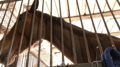 Страждають, як і люди: на Черкащині прихистили коней із "гарячих точок"